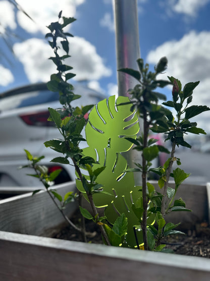 Monstera Climber