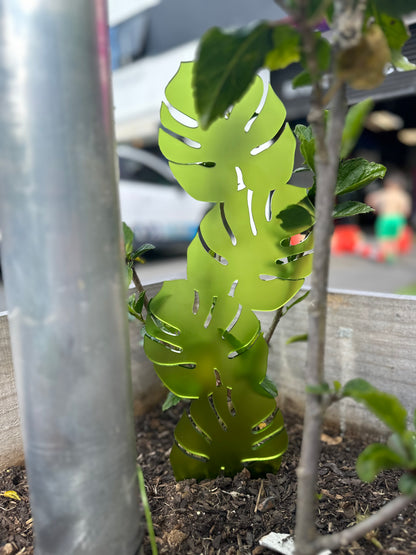 Monstera Climber